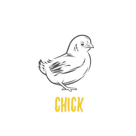 Chick iconのイラスト素材