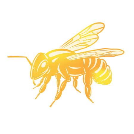 Bee illustration, logotype isolated on dark background. Black and white illustration. Flat design.のイラスト素材