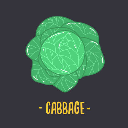 Cabbage with big bright green leaves. Fresh and healthy food. Vegetarian nutrition.のイラスト素材