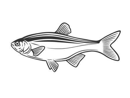 Monochrome illustration with a fish for design on a fishing theme.のイラスト素材