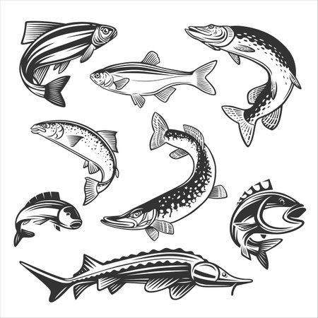 Monochrome illustration with a fishes for design on a fishing theme.のイラスト素材
