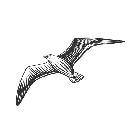Seagull. design element. Black and white vector illustration.のイラスト素材