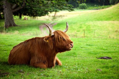 Highland cow lying on grass under a tree.