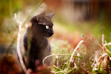 Black cat hunting in the undergrowth in a garden.の写真素材