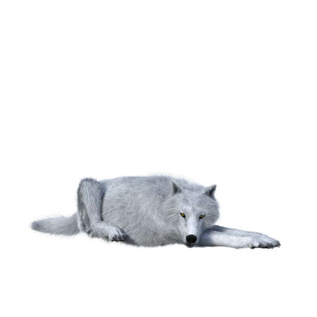 White wolf lying down resting. 3D illustration isolated on white background.
