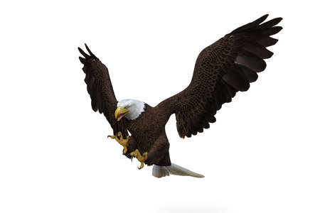 Bald Eagle diving to catch prey.. 3d illustration isolated on white background.