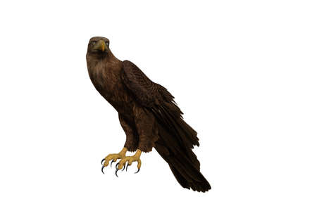 Golden Eagle perched with wings folded side view, 3D illustration isolated on white background.の写真素材