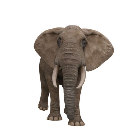 African elephant seen from the front. 3D illustration isolated on white background.の写真素材