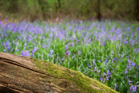 Wooden log covered in moss with shallow depth of field and blurred background of bluebells.の写真素材
