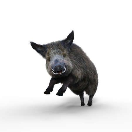 Wild Boar jumping. 3D illustration isolated on a white background.の写真素材
