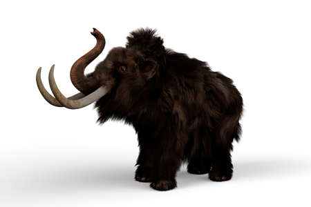 Woolly Mammoth trumpeting, a relative of the Elephant which lived in the last ice age and is now extinct. 3D illustration isolated on a white background.の写真素材
