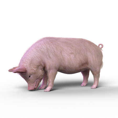 3D illustration of a pig eating from the ground isolated on a white background.の写真素材