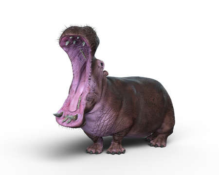 3D illustration of a Hippopotamus with jaws wide open isolated on a white background.の写真素材