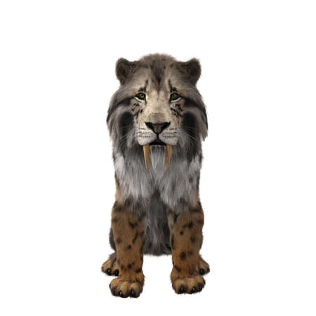 3D illustration of a Smilodon, the extinct pre-historic Sabre-toothed Tiger sitting and looking at the camera isolated on a white background.の写真素材