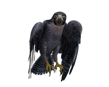Peregrine falcon standing on perch. 3D rendering isolated on white with clipping path.の写真素材