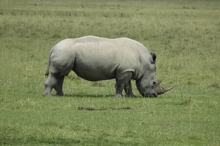A white Rhinoceros eating grass in Africaの写真素材