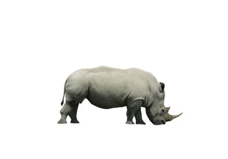 Horned rhinoceros isolated on a white backgroundの写真素材