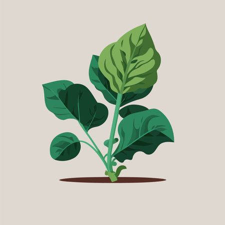 illustration of green spinach leaves organic plant vegetable vector illustrationのイラスト素材