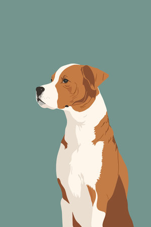 American Staffordshire Terrier. Vector illustration in a flat color cartoon style portrait posterのイラスト素材