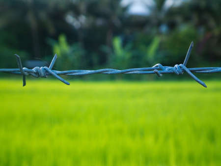 This is the barbed wire and has a background as a rice paddy.の写真素材