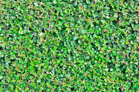 this is texture of plant It