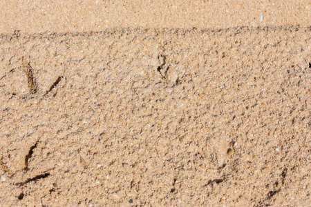 chicken footprints on wet  construction sandの写真素材