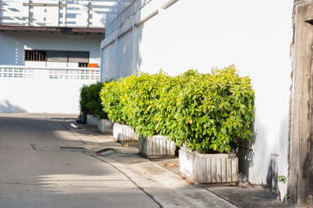 Abstract white interior with concrete walls and small greenの写真素材
