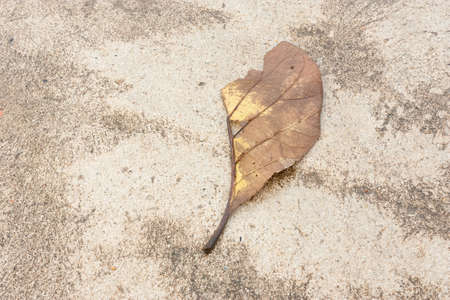 The Old leaves on concrete floorの写真素材