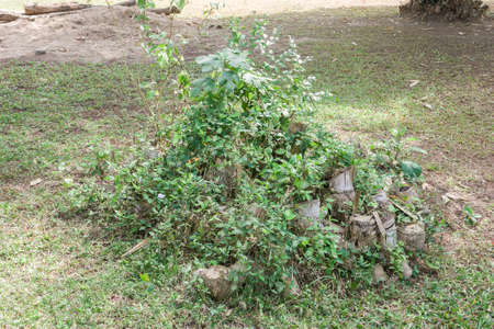 This is a clump of grass ,it's have many kind of plant and clutteredの写真素材