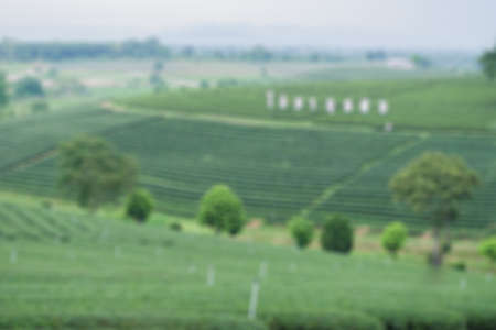 Abstract blurred tea Plantation, Nature Conceptの写真素材