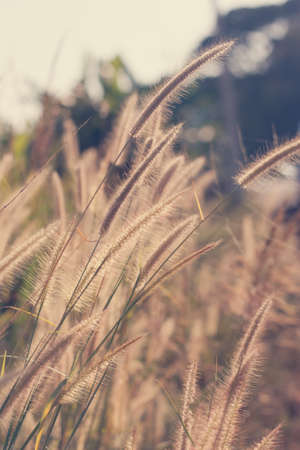 glass flowers add vintage effectの写真素材