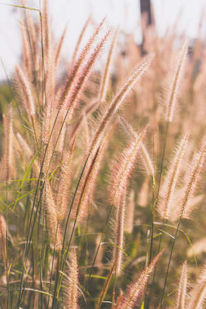 glass flowers vintage effectの写真素材