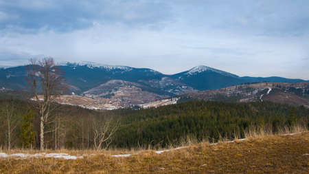 Panorama landsape with mountains and pine forestの写真素材