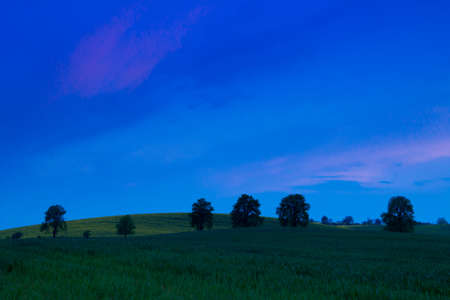 Czech Republic. Moravia. Green fields and a group of trees. Late in the eveningの写真素材