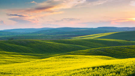 Czech Republic. Moravia. Sunset sky above the rolling canola fieldsの写真素材