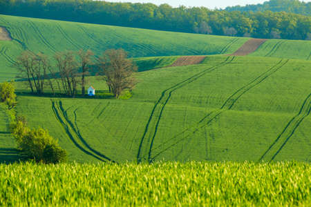 Czech Republic. Summer Moravia. A small chapel on a green field
