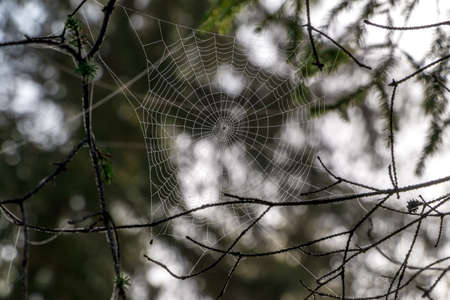 Cobweb with Defocused Background of Wild Forestの写真素材