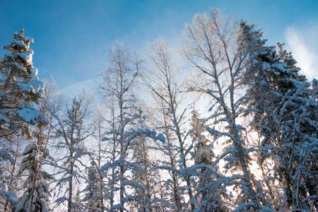 Winter forest. A lot of snow. Blue sky and treetops in the sunlightの写真素材