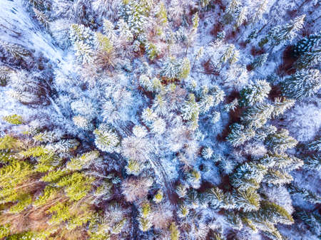 Wild spruce forest in the beginning of winter. A little snow on the ground and branches. Top view vertically downの写真素材