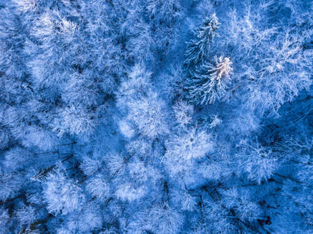 Wild spruce forest in the beginning of winter. Rime and snow on the ground and branches. Top view vertically downの写真素材