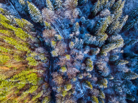 Spruce forest in the beginning of winter. Little trail. A snow on the ground and branches. Top view vertically downの写真素材