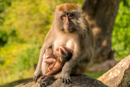 A monkey with a cub sit on a stone in the parkの写真素材