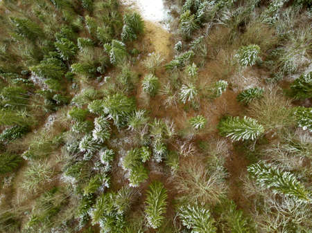 Young spruces on the sand at the beginning of winter. First snow. Top view vertically downの写真素材