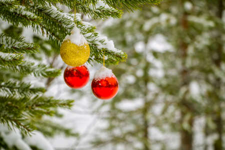 Winter coniferous forest. On the branch hang two red Christmas balls and one golden, powdered with snowの写真素材