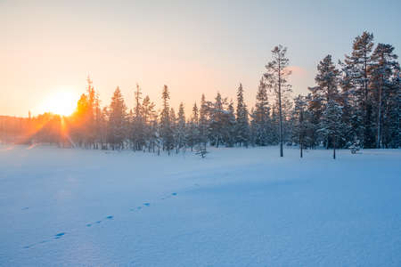 Winter. The edge of a short pine forest. The sun setting in the clear sky and shines through the treetopsの写真素材