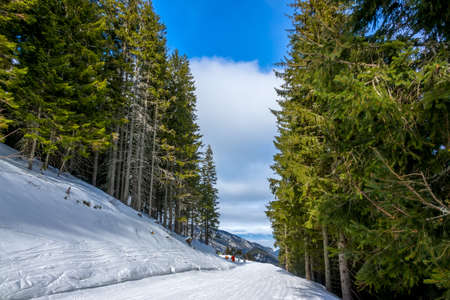 Ski resort on a sunny winter day. Some track laid through a forest with tall dense fir treesの写真素材