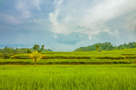 Indonesia. Rice fields on the island of Java. Cloudy eveningの写真素材
