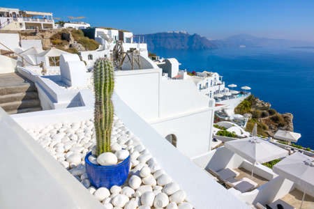 Greece. White houses of the Oia on a mountainous shore of Santorini on a sunny day and a decorative cactus on white pebblesの写真素材