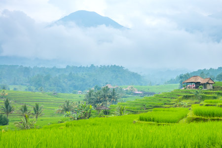 Indonesia. A small village and rice fields on the Java island. Fog after rain and high mountain in the backgroundの写真素材