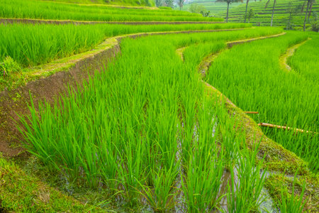 Indonesia. Cloudy day on Java island. Rice field terraces and young sproutsの写真素材